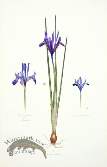 Dykes Iris 14